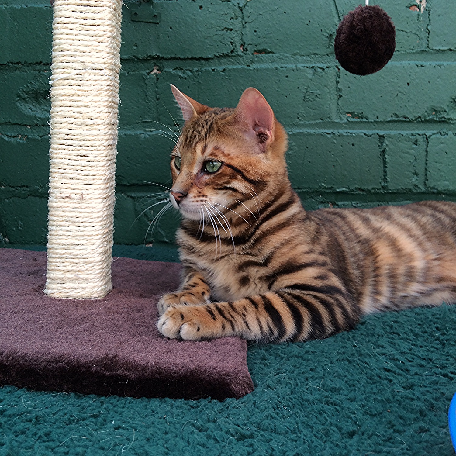 Toyger Cat Breed Information Cat Breeds At Thepetowners