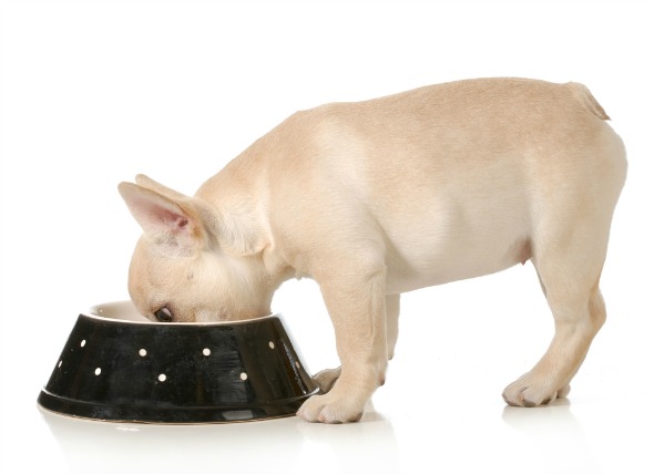 Dry Food for Adult Dogs