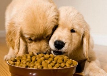 Dog Food by Breed Size