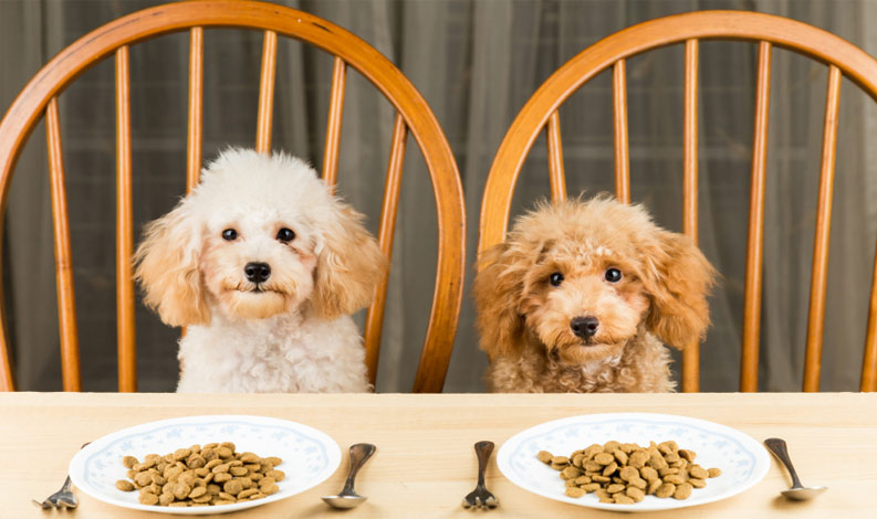 Canned Dog Food For Small Dogs