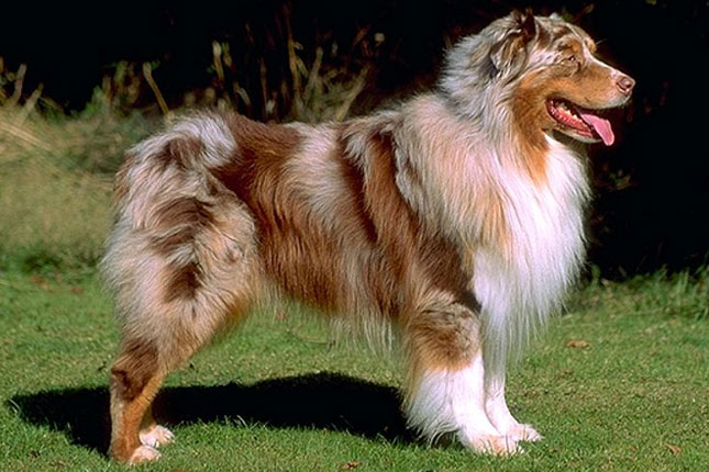 Dog Food for Australian Shepherd