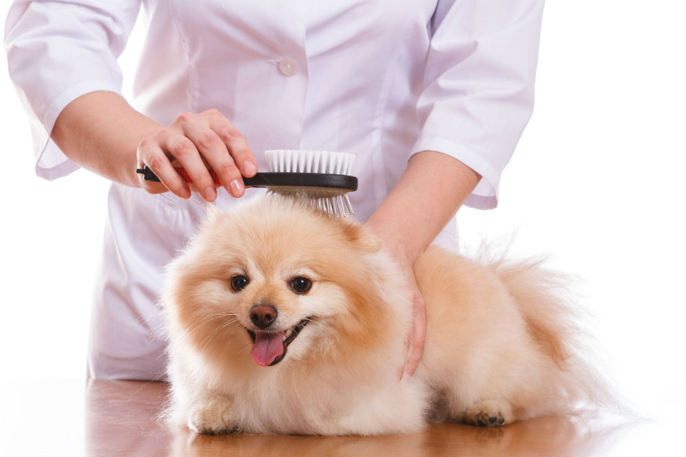 brushing coat tips for different breeds dogs