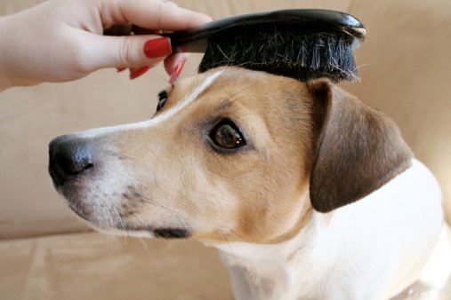 how to brush a dog?