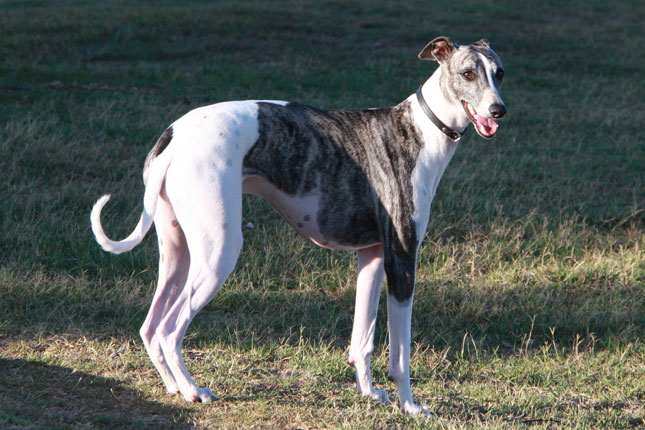 Greyhound