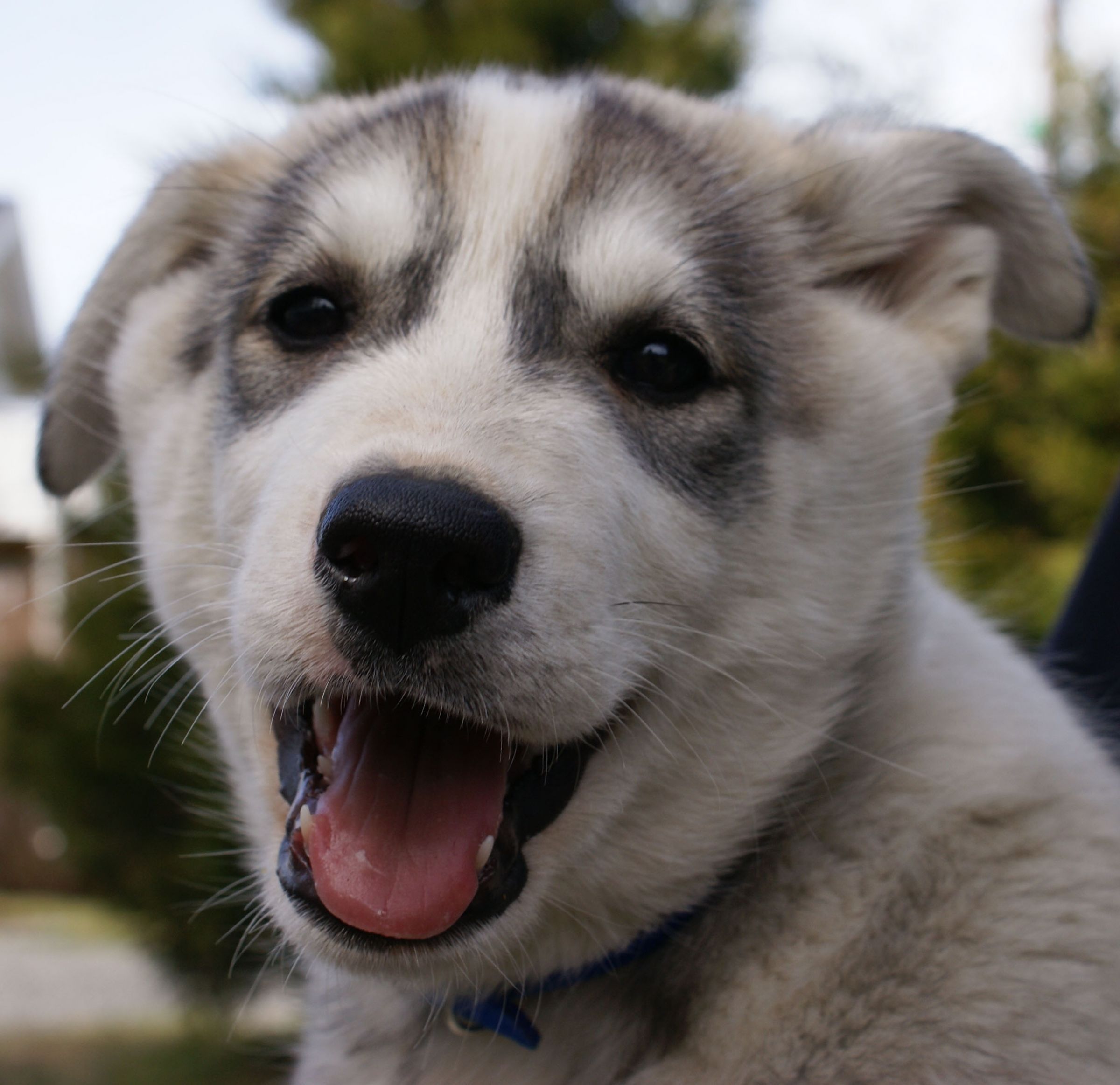 siberian-husky-information-dog-breeds-at-thepetowners