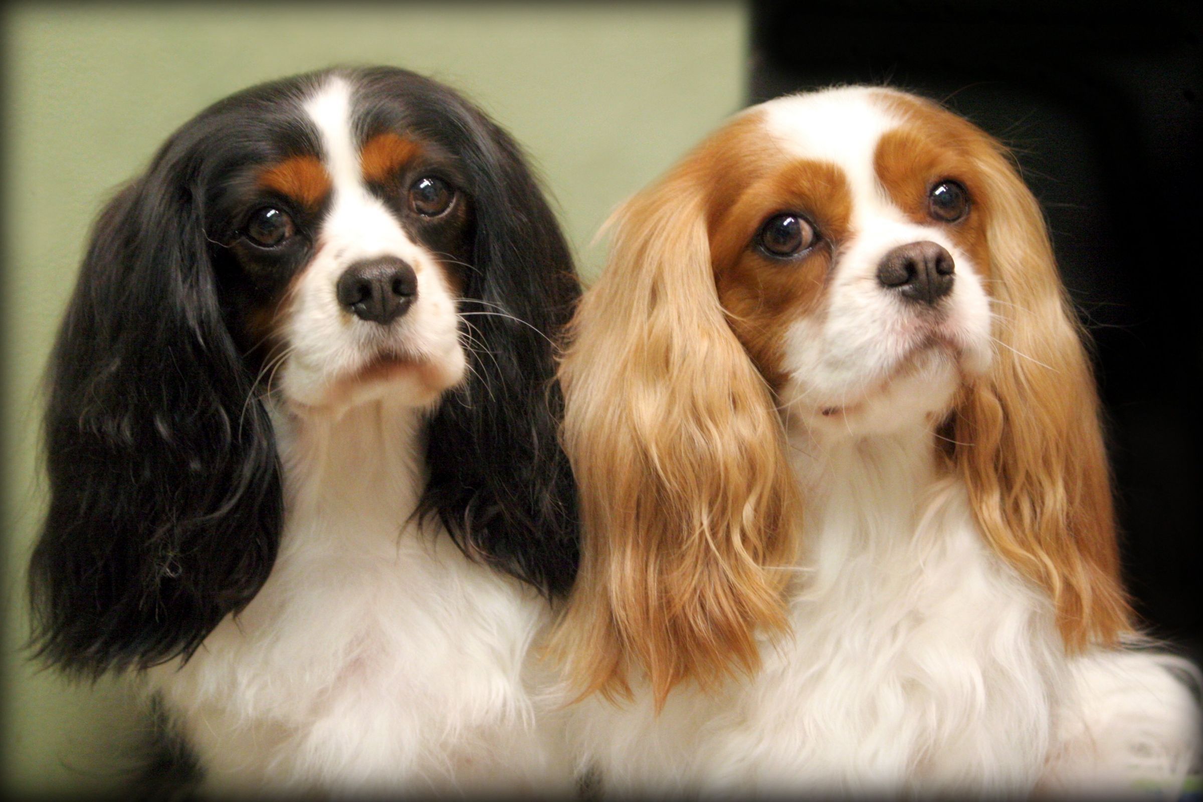 king charles cavalier adults