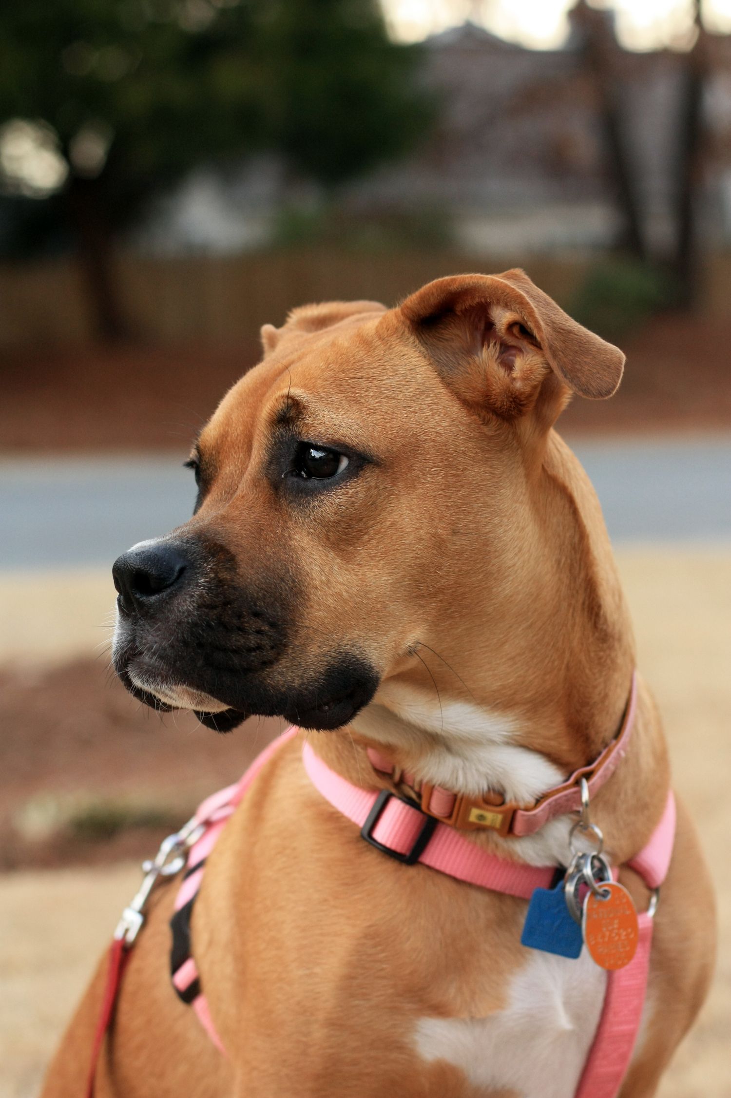 Boxer Information - Dog Breeds at thepetowners