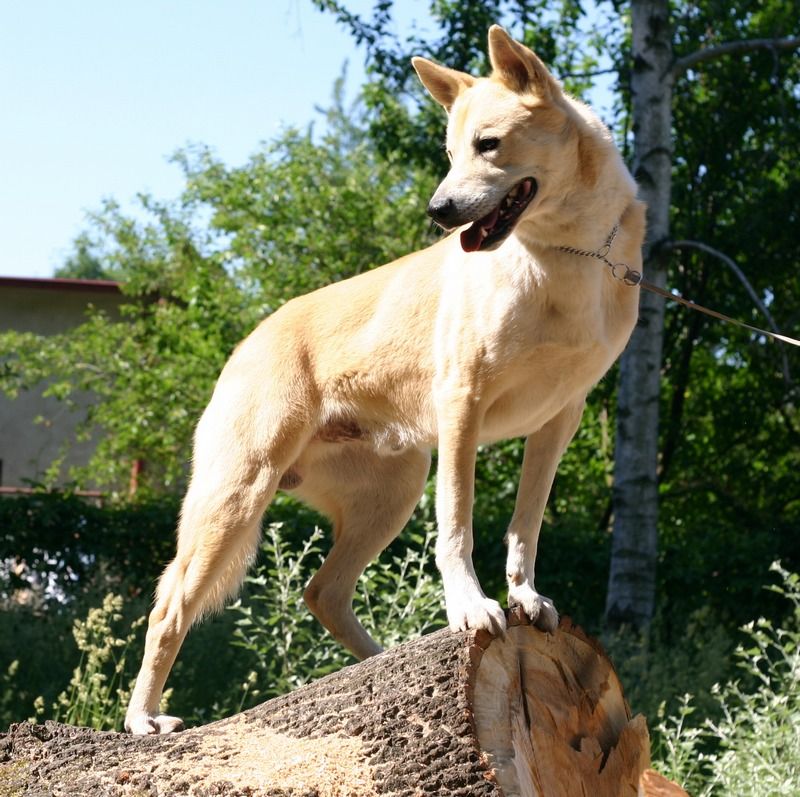 Canaan Dog Information - Dog Breeds at thepetowners