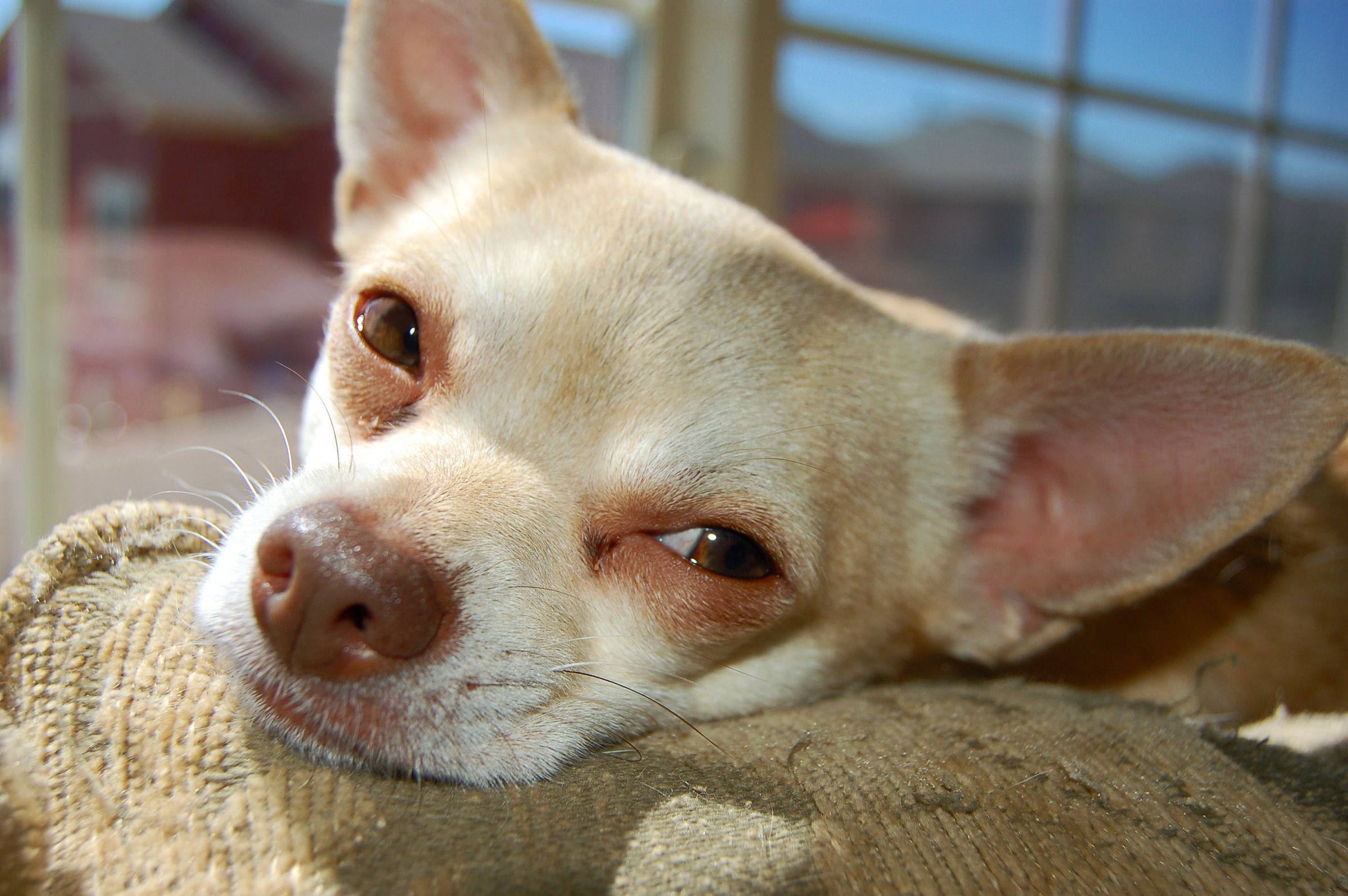 Do Chihuahuas Have A Lot Of Health Problems