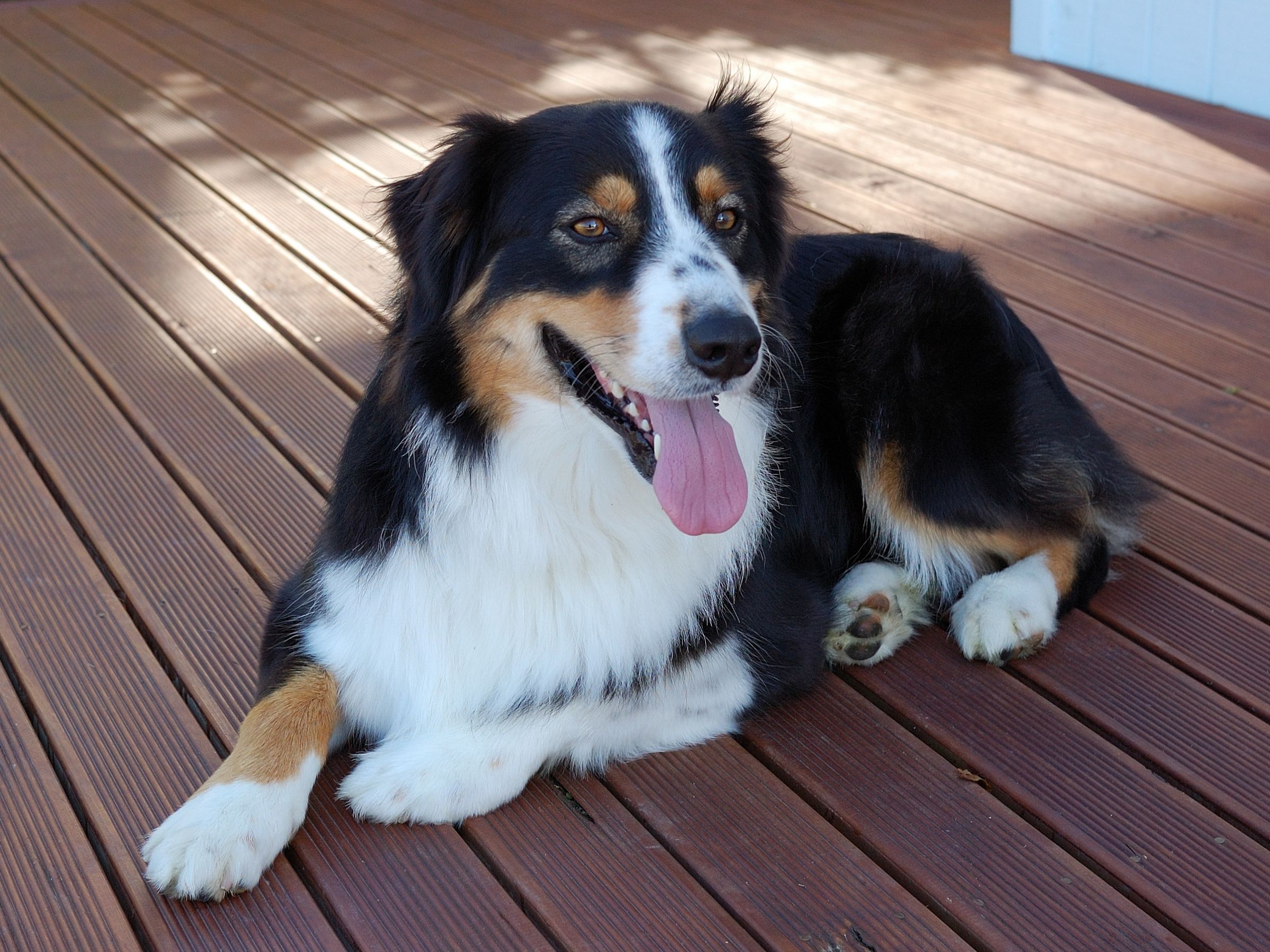 Australian Shepherd Information - Dog Breeds at thepetowners