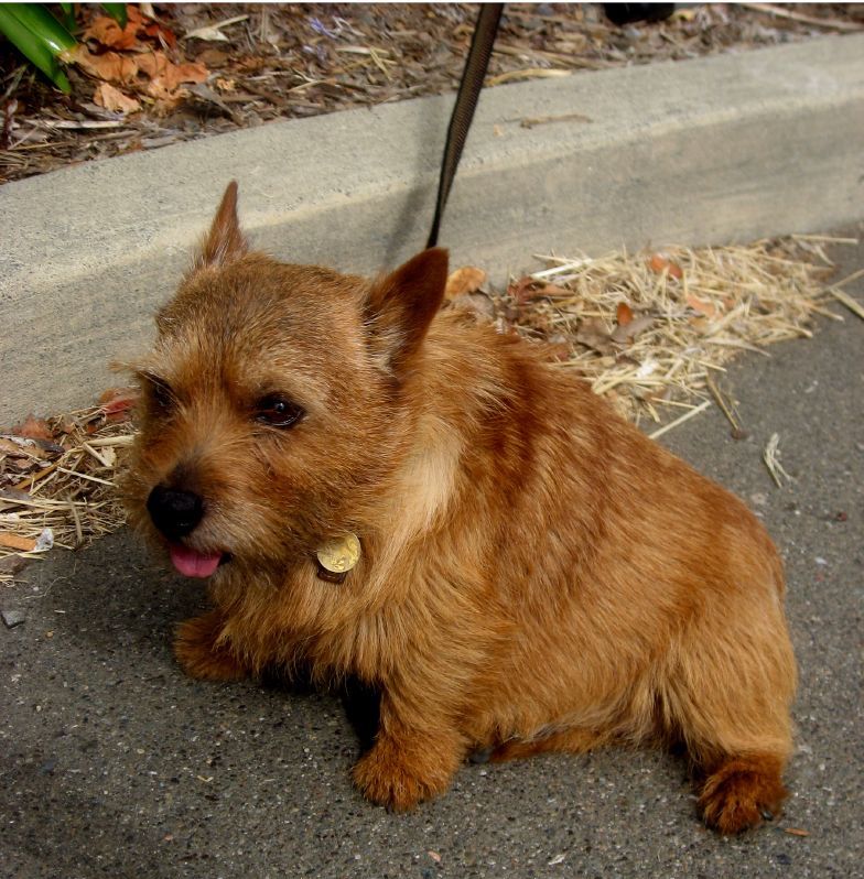 Norwich Terrier Information Dog Breeds at thepetowners