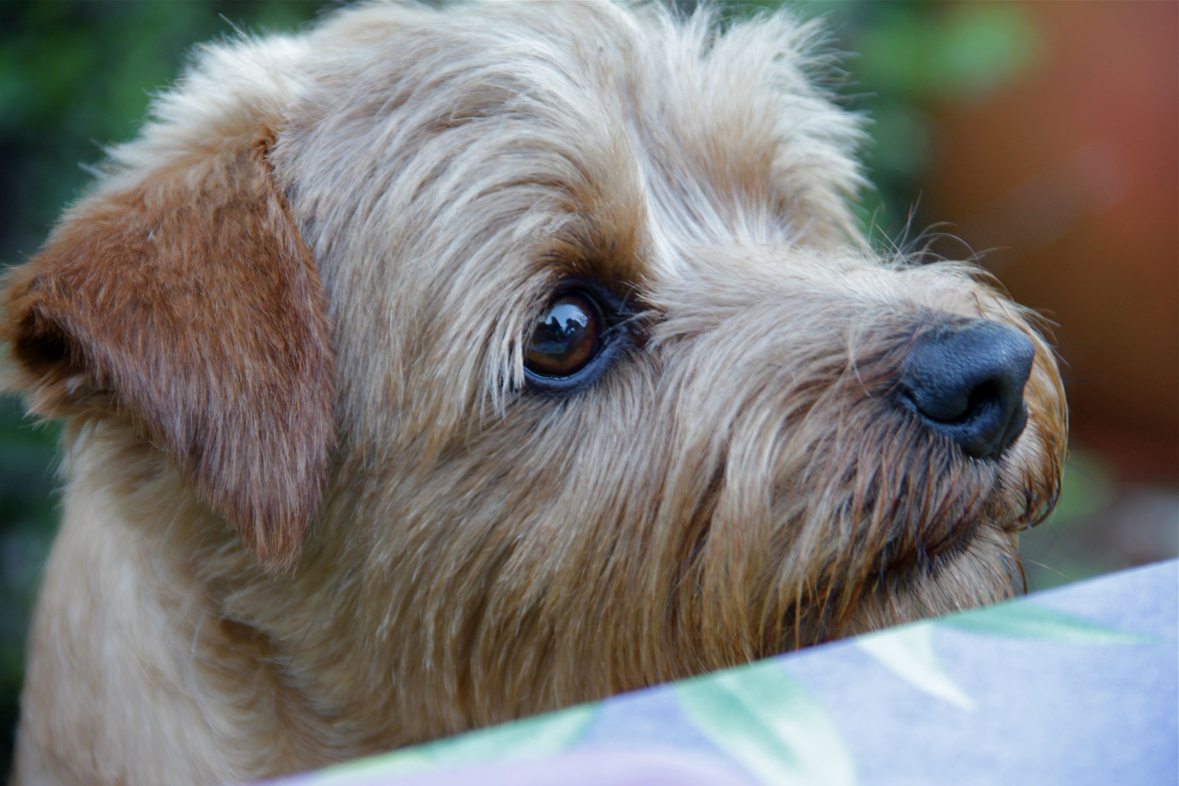Norfolk Terrier Information Dog Breeds at thepetowners