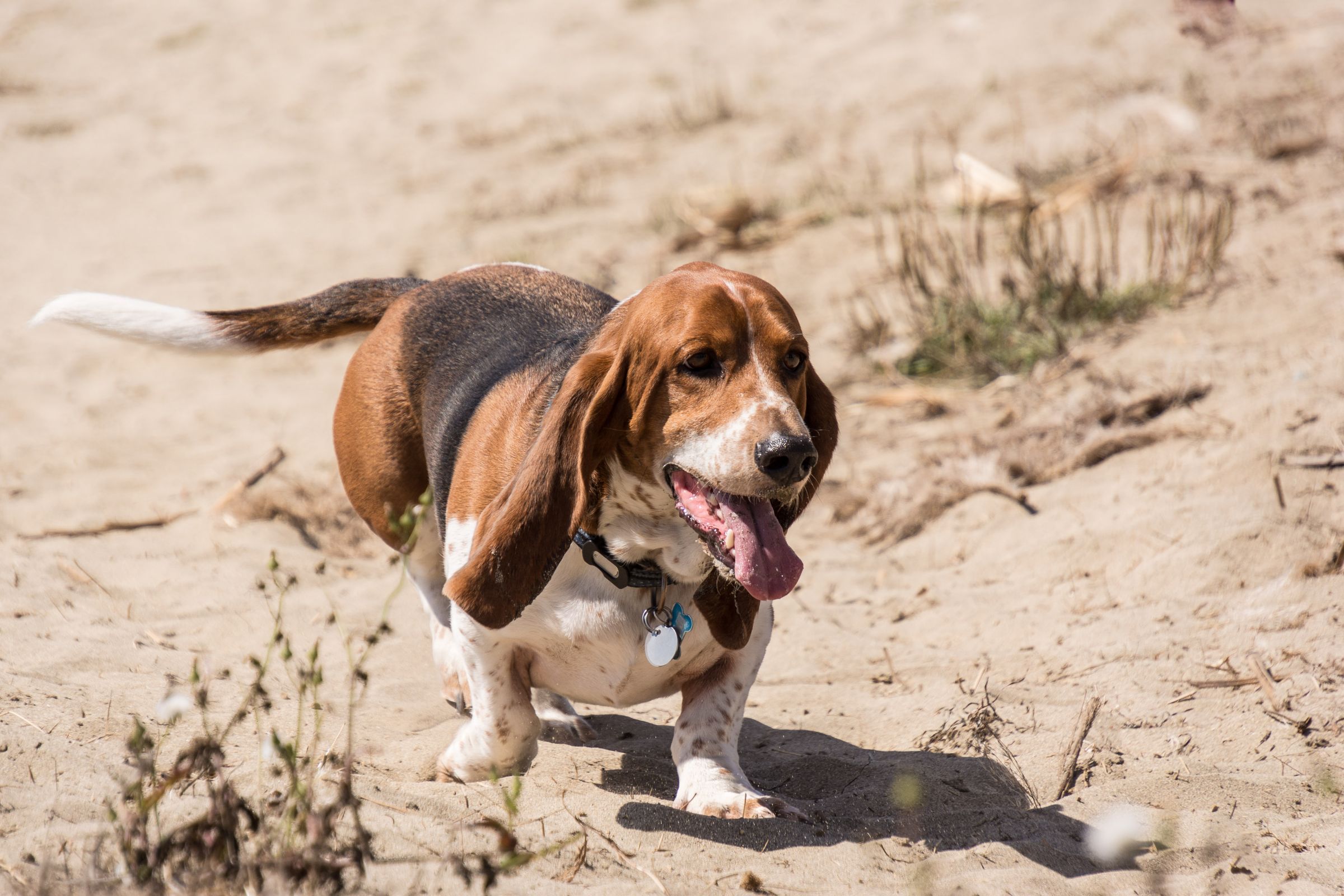Basset Hound Information Dog Breeds At Thepetowners Basset Hound Information Dog Breeds At Thepetowners
