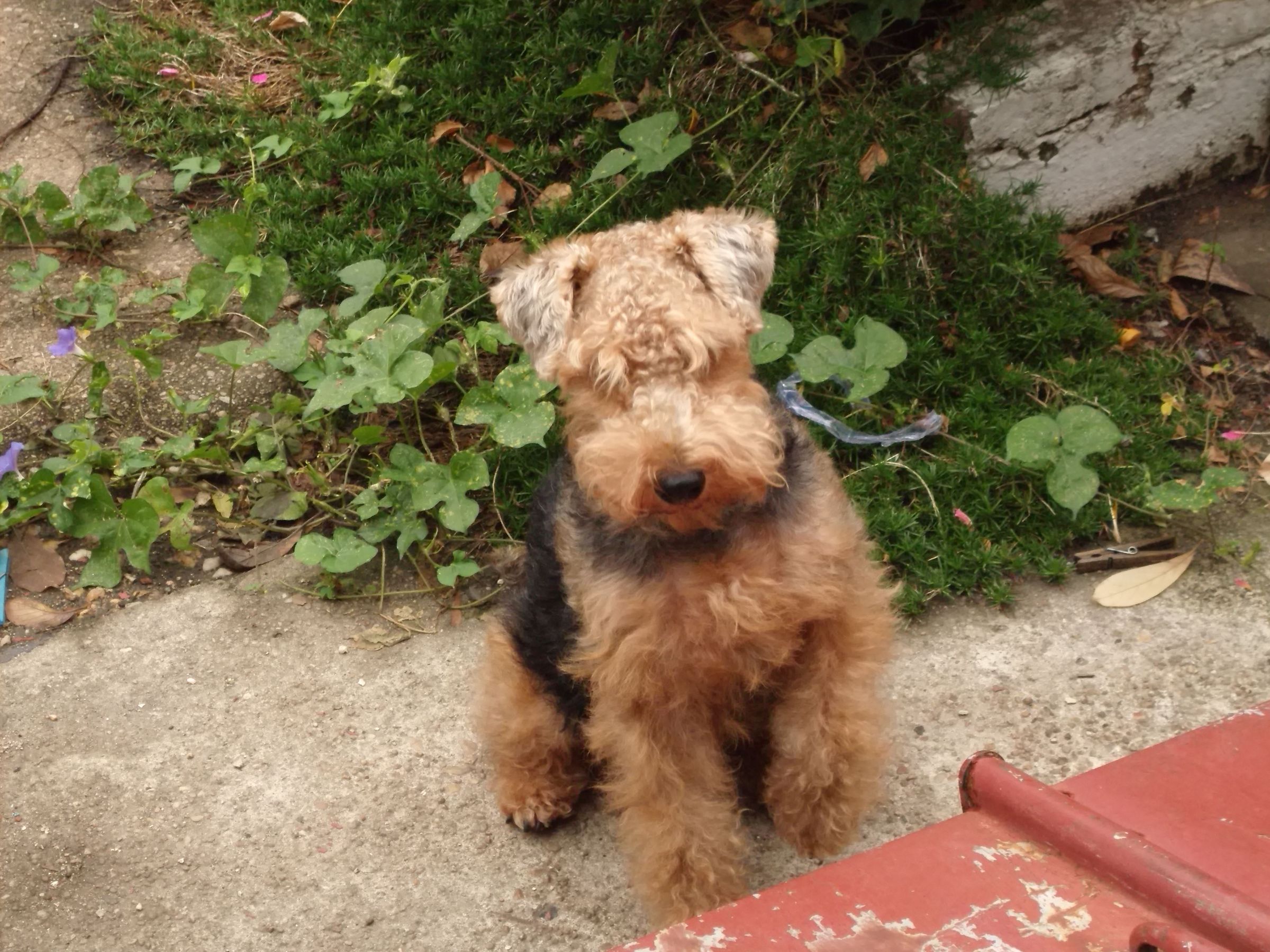 Welsh Terrier Information Dog Breeds at thepetowners