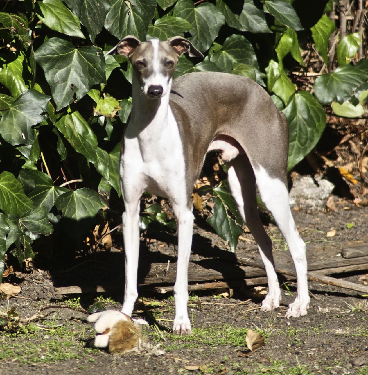 Italian Greyhound Information - Dog Breeds at thepetowners