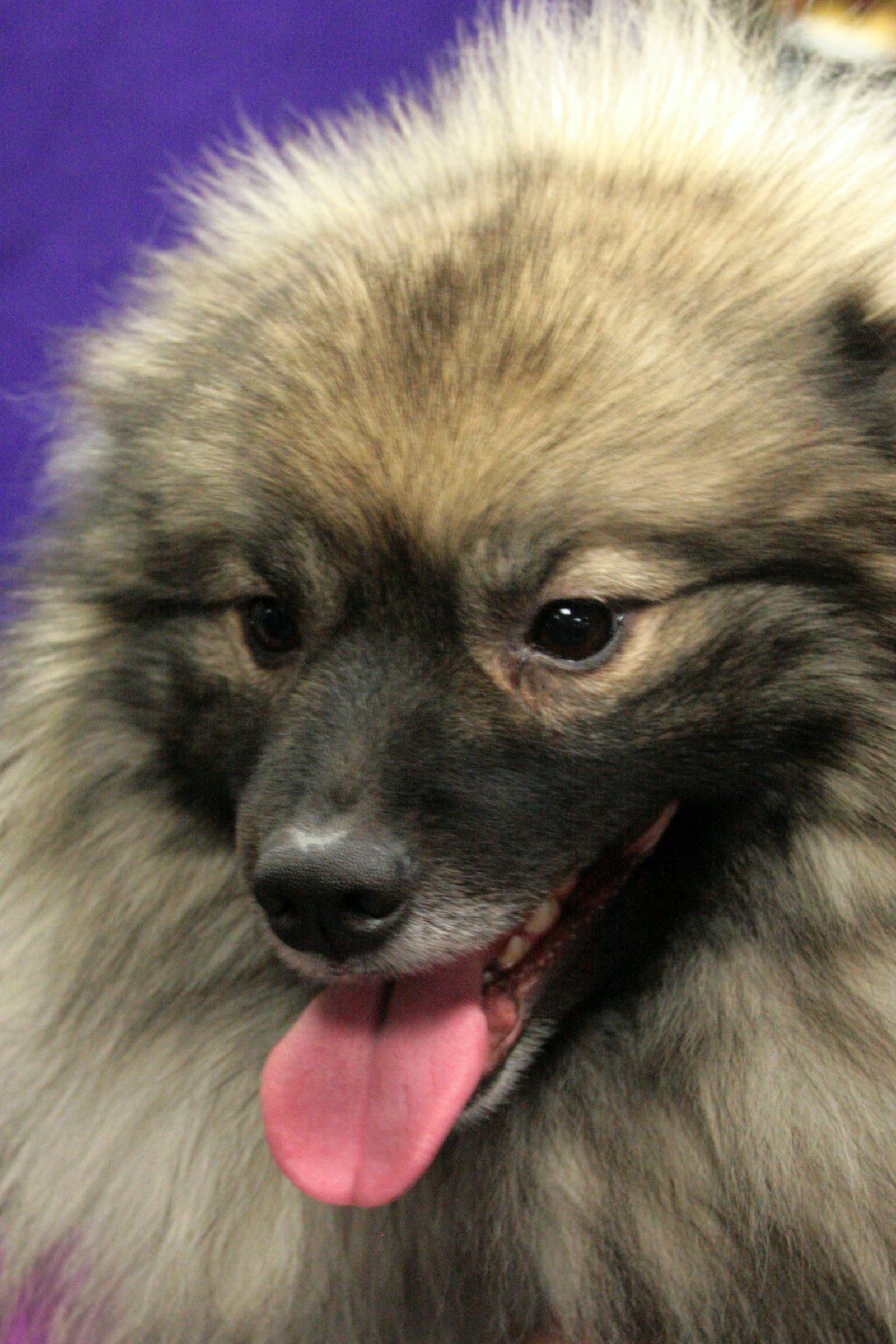 Keeshond Information - Dog Breeds at thepetowners